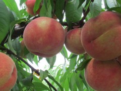 关于桃树的种植问题！桃树地能打草甘膦吗？