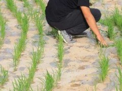 关于水稻的种植问题！旱稻和水稻的区别？