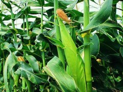 关于玉米的种植问题！mc121玉米种特征？