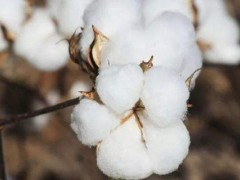 关于棉花的种植问题！懒汉棉花的种植方法？