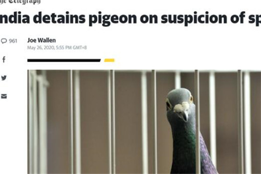 鸽子被指控为间谍面临入狱