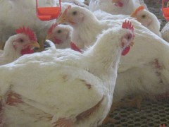 肉鸡最小通风量计算公式？关于养鸡的养殖问题！