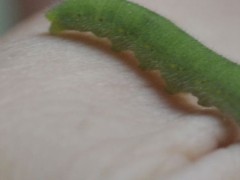 关于农药的种植问题！杀菜青虫的自制偏方？