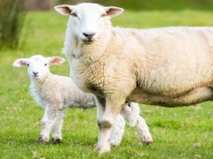 怎样让母羊每胎都生四个？关于母羊的养殖问题！