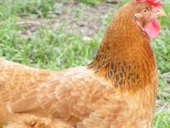 九斤黄鸡多久可出栏?关于养鸡的养殖问题!