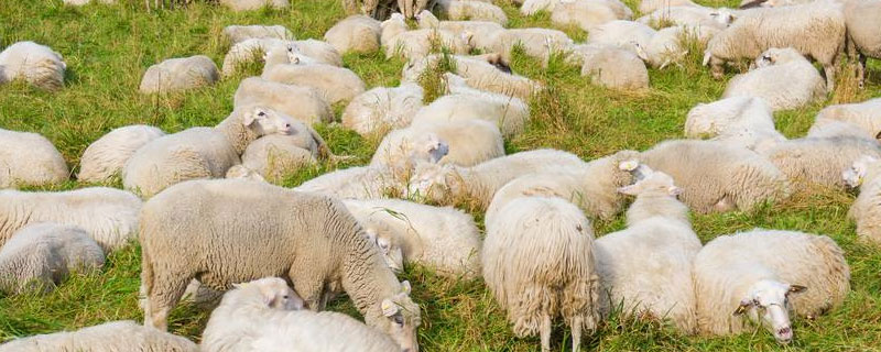 100斤羊能出多少羊肉
