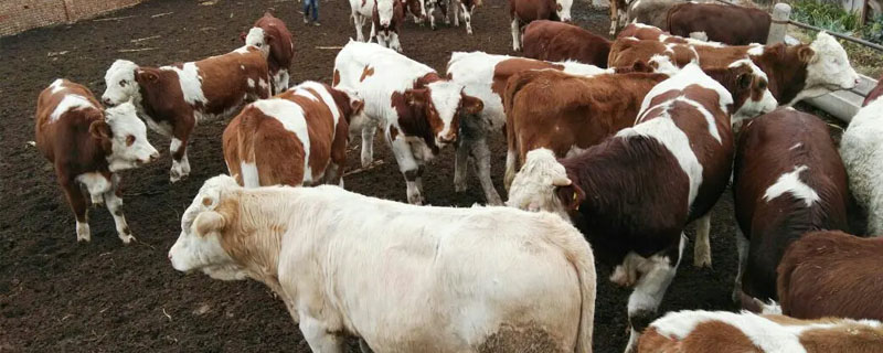 弗莱维赫牛介绍?关于弗莱维赫牛的养殖问题!