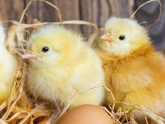 小鸡21天还不啄壳怎么办？关于养鸡的养殖问题！