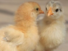 一千只小鸡育雏需要多大面积？关于养鸡的养殖问题！