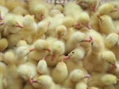 肉鸭日龄体重对照表？关于养鸭的养殖问题！