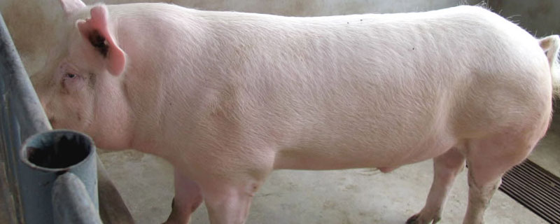 母猪第一次配种在多少斤时候