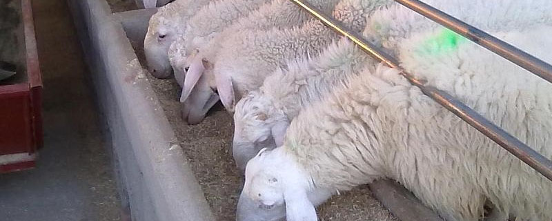 42斤育肥羊羊一天吃多少精料