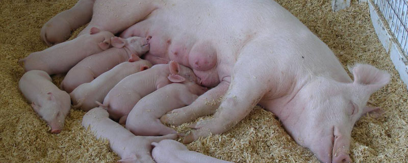母猪配种22天流白色异物