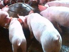 猪用针头使用对照表？关于养猪的养殖问题！