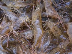 河虾几月份最肯进地笼？关于养虾的养殖问题！