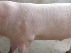 母猪初次配种怎么配？关于母猪的养殖问题！