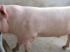 二元母猪多久性成熟？关于母猪的养殖问题！