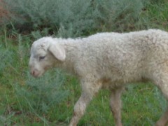 小羊只吃一边的奶怎么办？关于养羊的养殖问题！