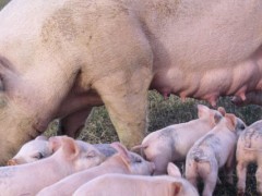 烧碱消毒后几天能养猪？关于养猪的养殖问题！