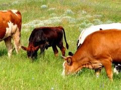 新手养牛买小母牛还大母牛？关于养牛的养殖问题！