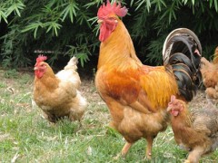 海兰灰与海兰褐鸡哪个产蛋高？关于养鸡的养殖问题！