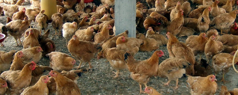 养鸡场淘汰的母鸡能吃吗