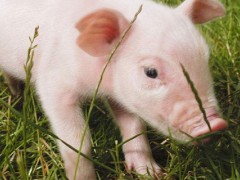 仔猪调外省要什么手续？关于养猪的养殖问题！