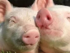 非州猪瘟病毒在常温下存活时间？关于养猪的养殖问题！