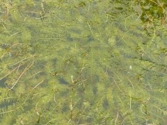 虾塘伊乐藻太多怎么处理？关于养虾的养殖问题！