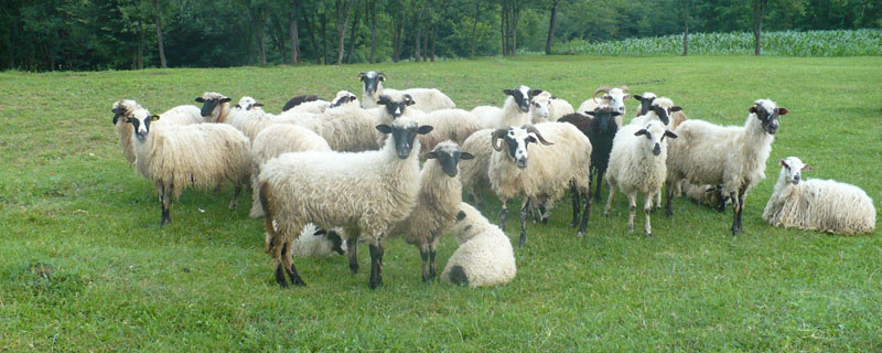 羊可以长期吃自制颗粒饲料