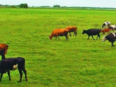 大牧场放牧业和乳畜业的异同？关于放牧业的养殖问题！