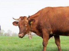 牛打栏是什么症状？关于养牛的养殖问题！