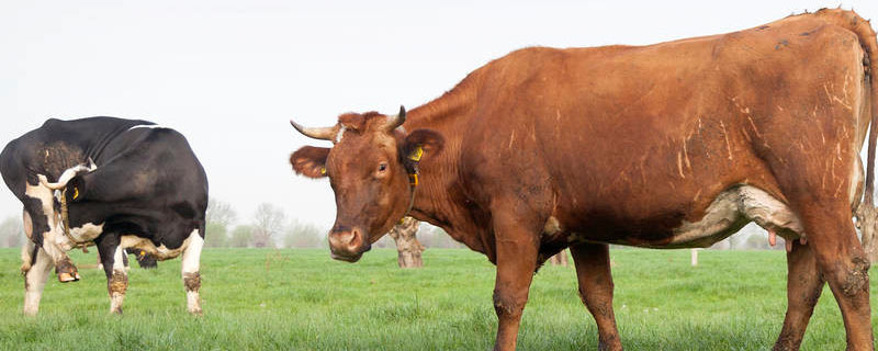 牛打栏是什么症状