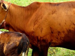 牛掉犊子是什么原因?？关于养牛的养殖问题！