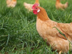 杀鸡的步骤？关于养鸡的养殖问题！
