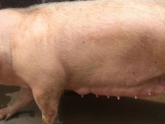 母猪水门红肿什么原因？关于母猪的养殖问题！