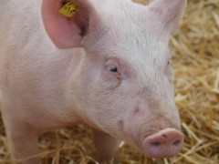 开办一个小型养猪场需要什么手续？要投资多少钱？怎么建设猪场？