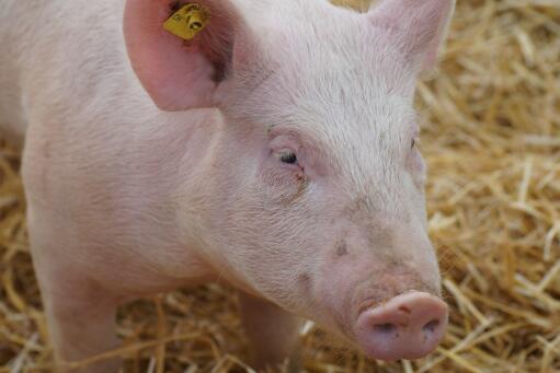 开办一个小型养猪场要投资多少钱？需要什么手续？怎么建设？