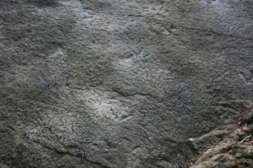 重庆发现大型肉食恐龙出没证据