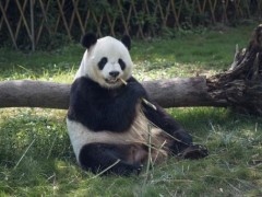 黑河国家森林公园首次发现大熊猫！中国大熊猫有多少只？为什么是国宝？