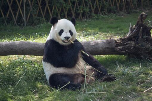 黑河国家森林公园首次发现大熊猫！具体在哪里？大熊猫为什么是国宝？