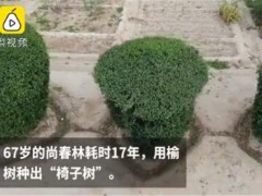 67岁老农用17年种出椅子树！纯天然“椅子树”，8万元不舍得卖！