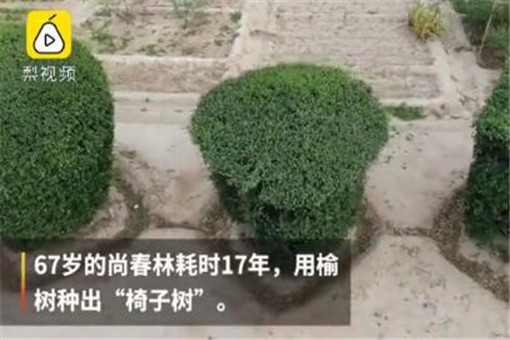 67岁老农用17年种出椅子树