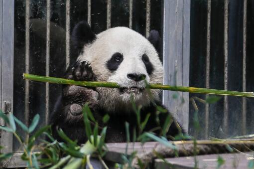 黑河国家森林公园首次发现大熊猫！具体在哪里？大熊猫为什么是国宝？