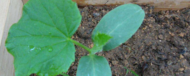黄瓜定植后几天可以施肥