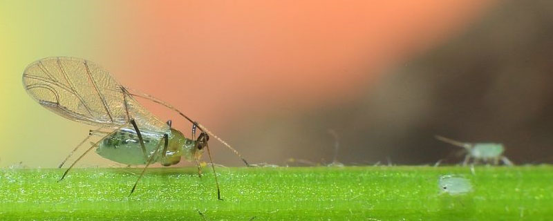 关于吡丙醚的种植问题！吡丙醚防治蚜虫怎样？