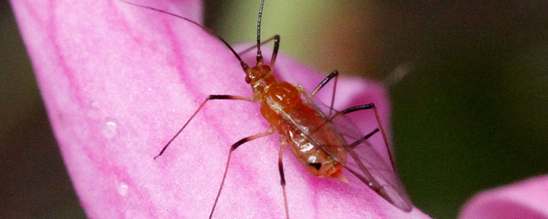 家用杀虫剂能杀蚜虫吗