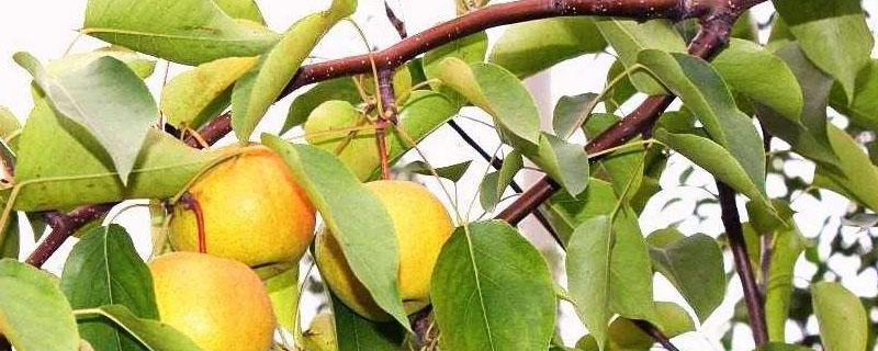 梨树铁锈病的防治用什么药？关于梨树的种植问题！