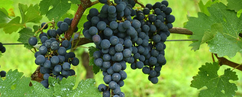 葡萄管理方法与施药？关于葡萄的种植问题！