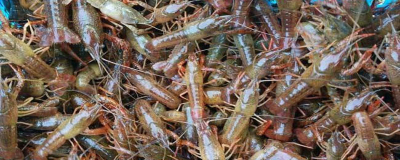 如何用黄豆喂小龙虾